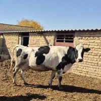 گاو شیری داشتی