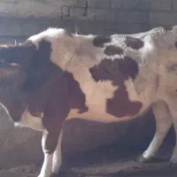 گاو سیمینتال ابستن