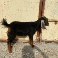 کهر در کنگان