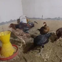 مرغ لاری|حیوانات مزرعه|قرچک, مهدیه|دیوار