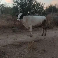 گاو محلی|حیوانات مزرعه|وردشت, |دیوار