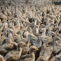 فروش جوجه بوقلمون بوربون