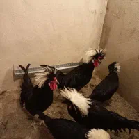 تخم نطفه دار نژاد اصیل لهستانی