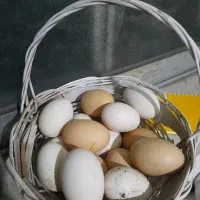 تعداد ۱۵ عدد تخم مرغ نژاد گلین لری