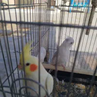 پرنده