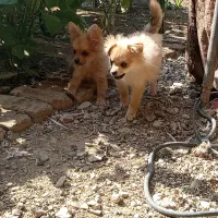 توله پامر|سگ|رباط‌کریم, رباط‌کریم|دیوار