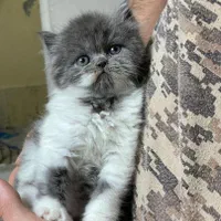 پشمکای خوشگل