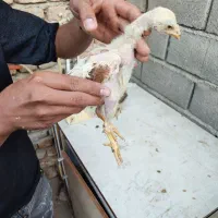جوجه لاری