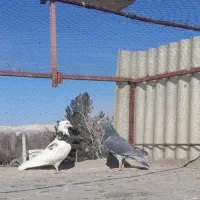 کفتر|پرنده|مشکین‌دشت, |دیوار