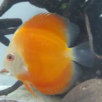 ماهی دیسکس ۲ عدد|ماهی|تهران, مهرآباد جنوبی|دیوار