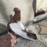 کبوتر سینه