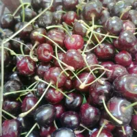 گیلاس تکدانه دولت آباد