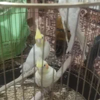 طوطی عروس هلندی|پرنده|همدان, |دیوار