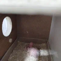 کوتوله مولد|پرنده|رفسنجان, |دیوار