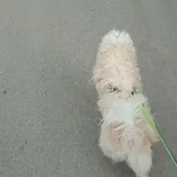 سگ شیتزو ۳ساله