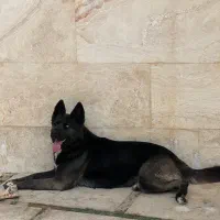 سگ ژرمن بلک هاسکی میکس