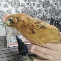 مرغ یا خروس تزئینی سیاه کاکلی پاپر نژاددار قربانی|حیوانات مزرعه|مشهد, طلاب|دیوار