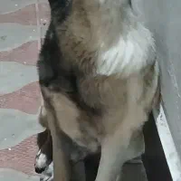 سگ میکس‌ سرابی پنج ماهه ماده .