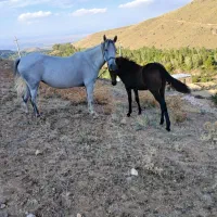 اسب مادیان با یه کره اسب نریان