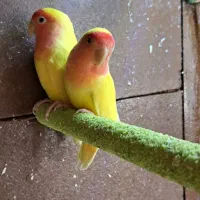 کوتوله عروس گرینچیک|پرنده|قائن, |دیوار