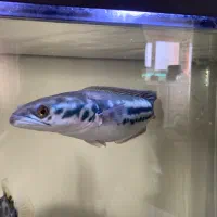 ماهی چانا سرماری رد ۳۰ سانت