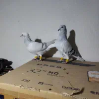 کبود دم سفید و کاغذی دم سفید