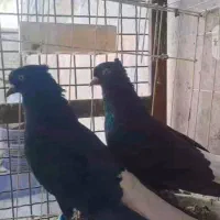 کفتر دم سفید