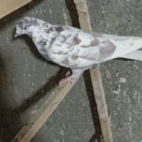 کفتر