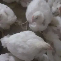 کاگر مرغداری /نیرو کار کار