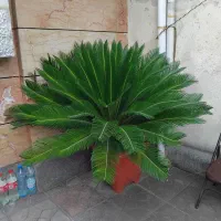 گل سیکاس
