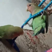 طوطی برزیلی|پرنده|کرمانشاه, |دیوار