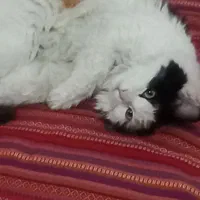 واگذاری گربه رایگان|گربه|رباط‌کریم, نصیرشهر|دیوار