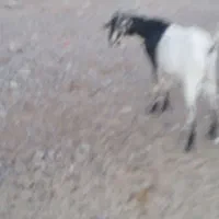 قیمت 15تومان|حیوانات مزرعه|مهران (هرمزگان), |دیوار