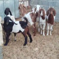 شش عددکولاربزغاله پاکستانی آبستن|حیوانات مزرعه|ملکآباد, |دیوار