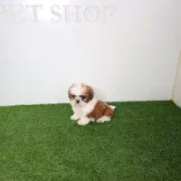 واگذاری توله شیتزو تیکاپ ریز (۱۰ ت )