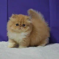 گربه پرشین / بریتیش / اسکاتیش فسقلی|گربه|رشت, دیلمان|دیوار