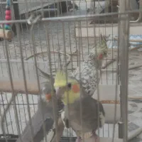 عروس هلندی