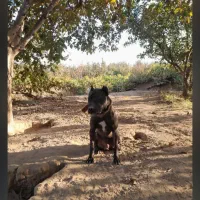 ژمن|سگ|میاندوآب, |دیوار