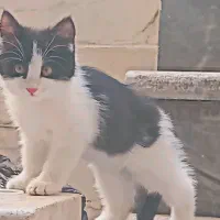 واگذاری گربه کاملا رایگان