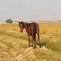 کره مادیون یکسال ۳ماه خالص ایرانی