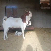 نر بز گلابی اصیل|حیوانات مزرعه|تربت‌حیدریه, بالا ولایت|دیوار