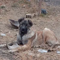 واگذاری توله سگ سرابی ذات قدیم