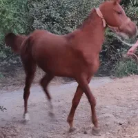 کوره مادیان عرب مصری