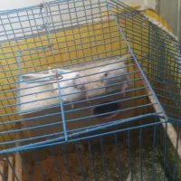 عروس هلندی|پرنده|بندر ماهشهر, |دیوار