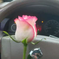 گل ملی