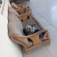 سگ پاپی خانگی|سگ|لردگان, |دیوار