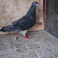 کبوتر پلاکی ثبتی|پرنده|مهران (ایلام), |دیوار