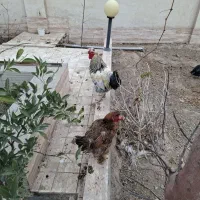 مرغ و خروس رسمی|حیوانات مزرعه|پاکدشت, پاکدشت (مامازند)|دیوار