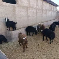 بره شیر مست با۵عدد بزغاله شیرمست|حیوانات مزرعه|زاویه, |دیوار