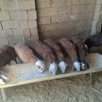 بره نر جمعی